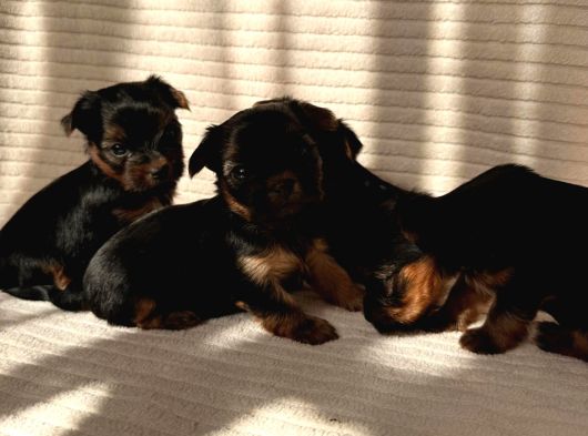 Ev Doğumlu Teacup Yorkshire Terrier görsel