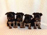Ev doğumlu Teacup Yorkshire Terrier