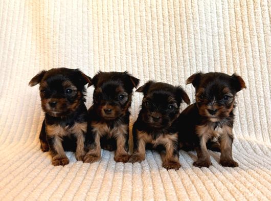 Ev Doğumlu Teacup Yorkshire Terrier