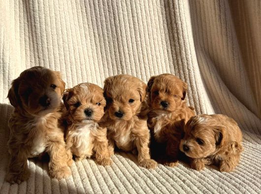Teacup Boy Ev Doğumlu Maltipoo Bebekler görsel