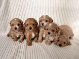 Teacup Boy Ev Doğumlu Maltipoo Bebekler