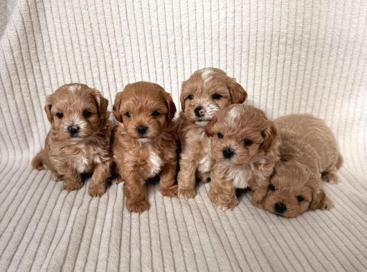 Teacup Boy Ev Doğumlu Maltipoo Bebekler