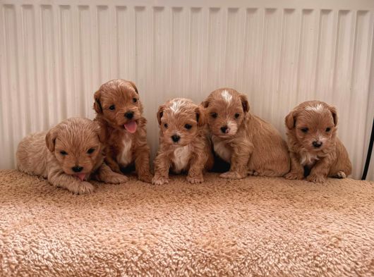 Teacup Boy Ev Doğumlu Maltipoo Bebekler görsel