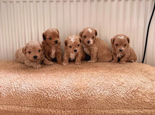 Teacup Boy Ev Doğumlu Maltipoo Bebekler görsel