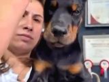 Avrupa Standart Doberman Yavruları