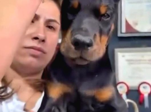 Avrupa Standart Doberman Yavruları görsel