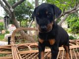 Doberman Yavrularimiz Hazir
