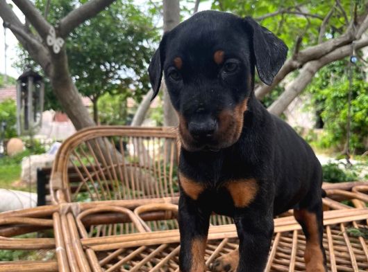 Doberman Yavrularimiz Hazir görsel