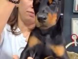 Avrupa Standart Doberman Yavruları