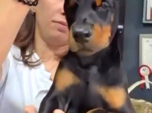 Avrupa Standart Doberman Yavruları görsel