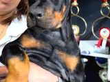 Avrupa Standart Doberman Yavruları