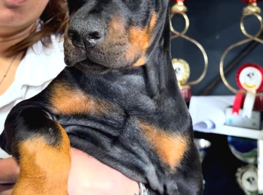 Avrupa Standart Doberman Yavruları görsel