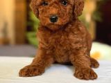 Poodle Yavrularimiz Hazir