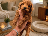 Core Toy Poodle Yavrular Uygun