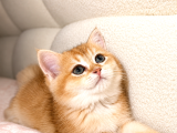 British Shorthair golden
