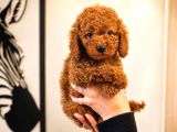 Koyu Red Brown Toy Poodle Yavruları Sağlıklı Aşılı Teacupboy