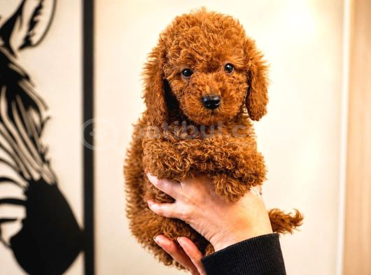 Koyu Red Brown Toy Poodle Yavruları Sağlıklı Aşılı Teacupboy görsel