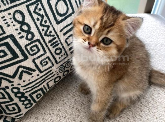 Safkan Golden British Shorthair Yavru Kedi görsel