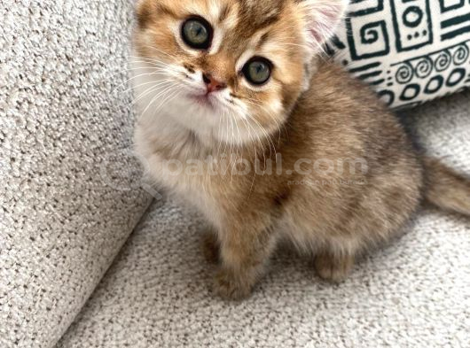 Safkan Golden British Shorthair Yavru Kedi görsel