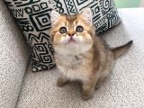 Safkan Golden British Shorthair Yavru Kedi