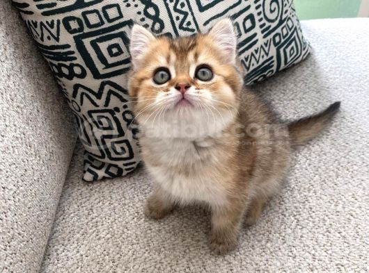 Safkan Golden British Shorthair Yavru Kedi