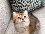 Safkan Golden British Shorthair Yavru Kedi