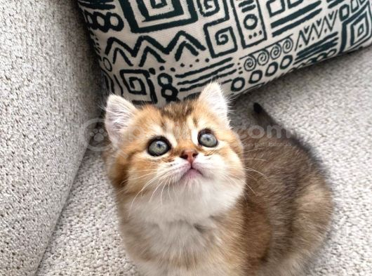 Safkan Golden British Shorthair Yavru Kedi görsel