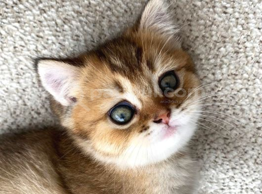 Safkan Golden British Shorthair Yavru Kedi görsel