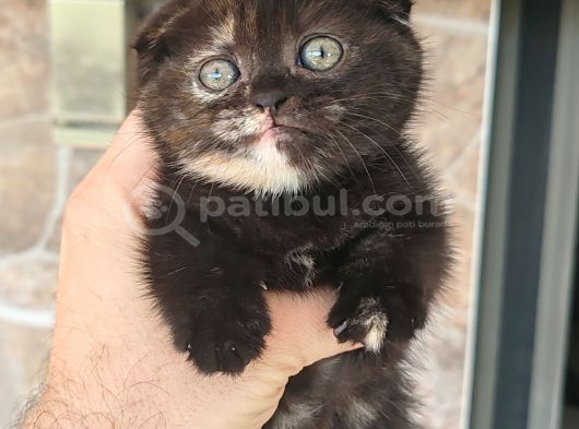 Tortie Top Kafa Sıfır Kulak görsel
