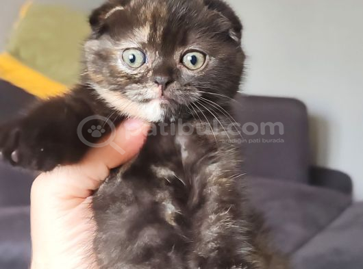 Tortie Top Kafa Sıfır Kulak görsel