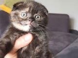 Tortie top kafa sıfır kulak