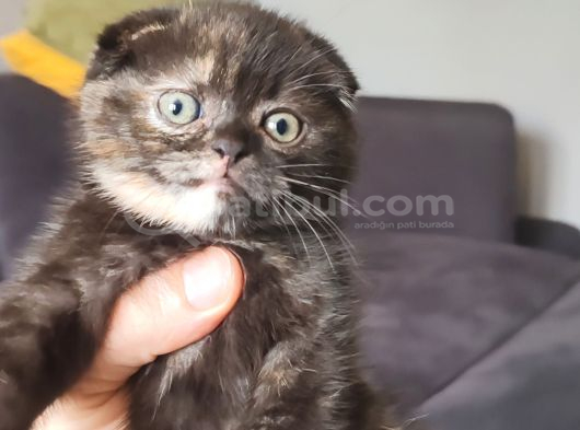 Tortie Top Kafa Sıfır Kulak