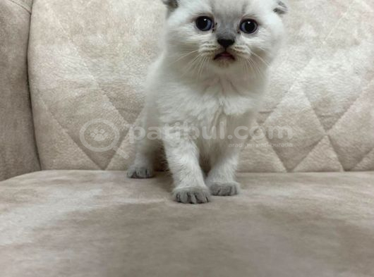 Minik Kutup Ayisi Ayı Surat Top Kafa Sıfır Kulak Bebek görsel