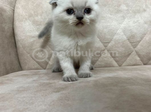 Minik Kutup Ayisi Ayı Surat Top Kafa Sıfır Kulak Bebek görsel