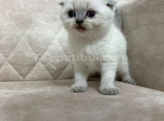 Minik Kutup Ayisi Ayı Surat Top Kafa Sıfır Kulak Bebek görsel