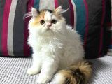 Pofuduk Pisicikler