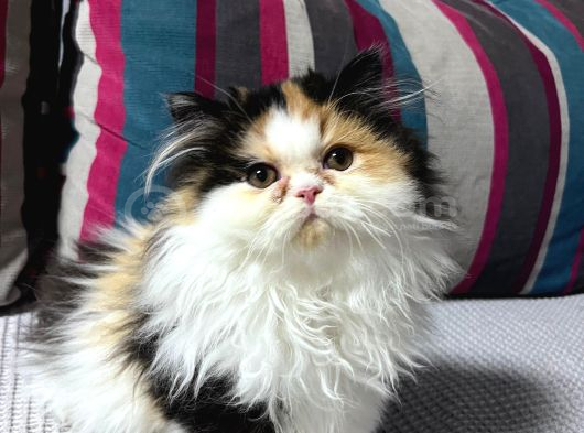 Pofuduk Pisicikler görsel
