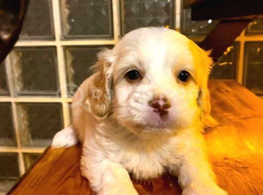 Topaç Gibi Maltipoo Bebeklerimiz görsel