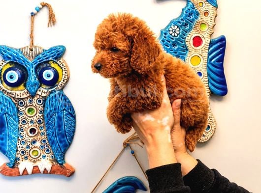 Koyu Red Brown Toy Poodle Yavruları Sağlıklı Aşılı Teacupboy görsel