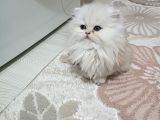 Baba güzrlşik sampiyonu safkan yavrular