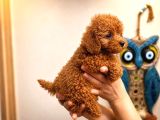 Koyu Red Brown Toy Poodle Yavruları Sağlıklı Aşılı Teacupboy