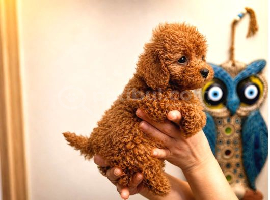 Koyu Red Brown Toy Poodle Yavruları Sağlıklı Aşılı Teacupboy görsel