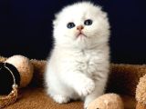 Scottish Fold Silver