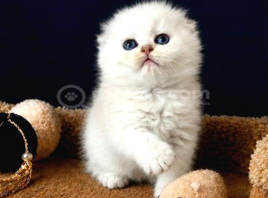 Scottish Fold Silver görsel