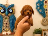 Koyu Red Brown Toy Poodle Yavruları Sağlıklı Aşılı TeacupBoy