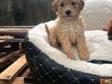 Kahve Tonlu Malti̇poo Ci̇nsi̇ Yavrular