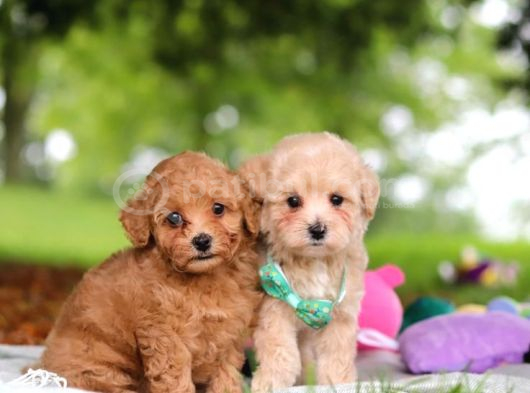 Kahve Tonlu Malti̇poo Ci̇nsi̇ Yavrular