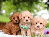 Kahve Tonlu Malti̇poo Ci̇nsi̇ Yavrular