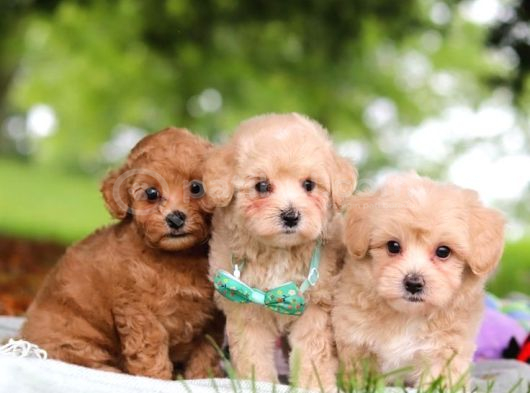 Kahve Tonlu Malti̇poo Ci̇nsi̇ Yavrular görsel