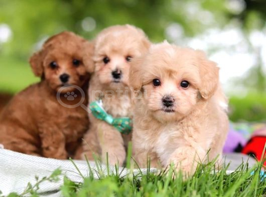 Kahve Tonlu Malti̇poo Ci̇nsi̇ Yavrular görsel